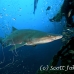 shark_tiger_sand_atlas_h_0185_nca0391.jpg